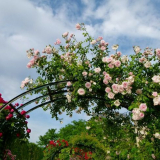 Mříž pro popínavé růže: jak to udělat sami